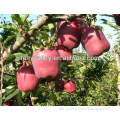 How to plant apple seeds/apple tree nurseries/dwarf apple tree seeds all varieties for sale